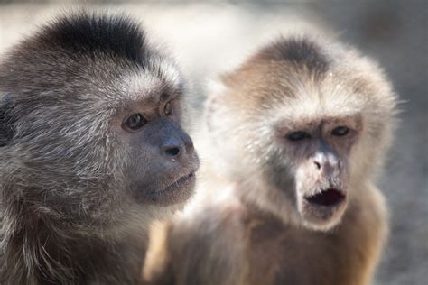 Two Monkeys Free Stock Photo Public Domain Pictures
