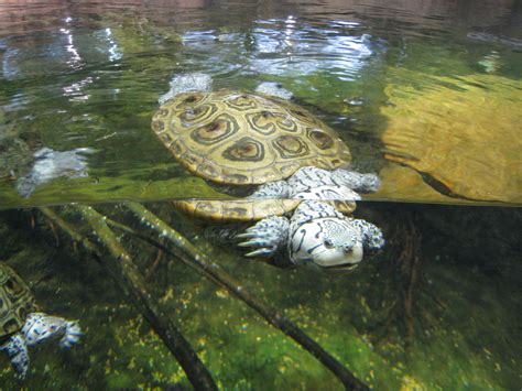Virginia beach aquarium coupons offers you these unbeatable admission rates. I heart Davids · Virginia Aquarium, Again