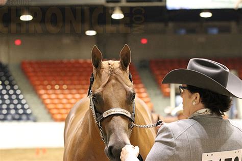 Performance Halter Rule Changes For 2018 Aqha World Show Equine Chronicle