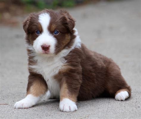 Find australian shepherds for sale on oodle classifieds. PUPPIES FOR SALE | Australian shepherd dogs, Puppies for ...