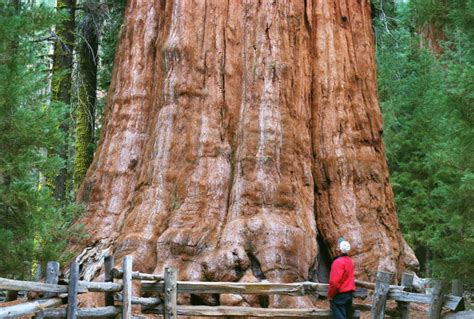 Living Legends The Marvels Of Sequoia National Park From Sea To