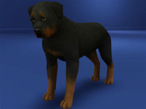 The Sims Resource Rottweiler