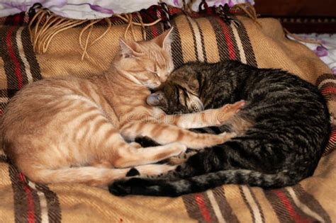 Two Adorable Tabby Cats Sleeping Together And Hugging With Paws On