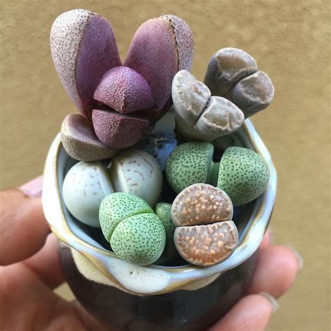 Pin On Succulents