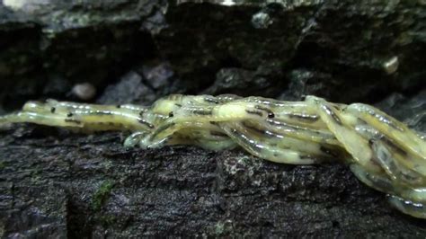 Not only are fungus gnats annoying as they fly around, but they can also do some serious damage to plants. Fungus Gnat Larvae (Sciaridae) Swarming Behavior - YouTube