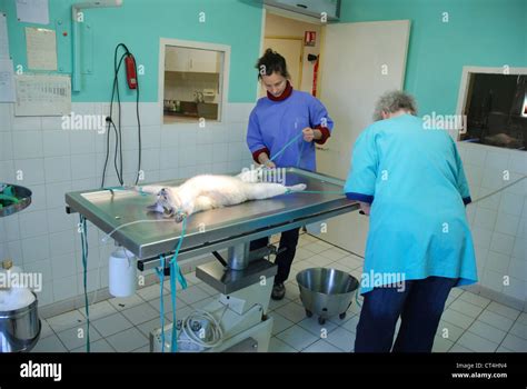 Castration Human Hi Res Stock Photography And Images Alamy