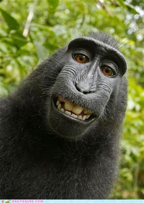 Goofy Smiling Macaque Monkeys Funny Animals Wild Animals Beautiful