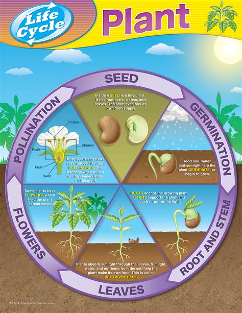 Plant Life Cycles Chart Tcr7714 Teacher Created Resources