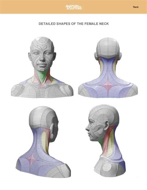 Artstation Female Neck Anatomy Shapes Anatomy For Sculptors Human Anatomy Drawing Anatomy