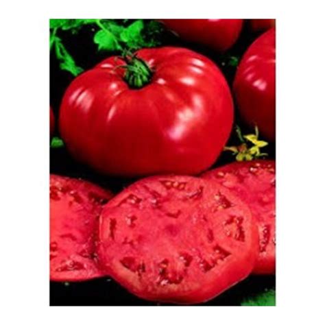 Proven Winners Heirloom Beefsteak Tomato Live Plant Vegetable 425