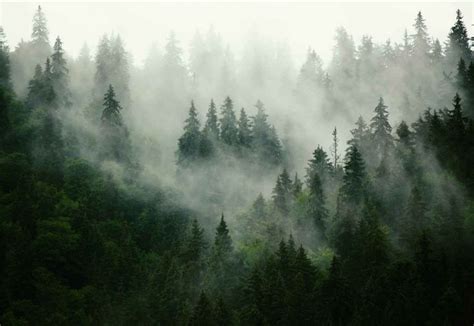 Fotowalls Misty Forest Forest Wallpaper Mountain Landscape Foggy
