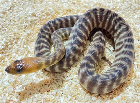 Woma Python Ty Line Sold Big Sky Reptiles