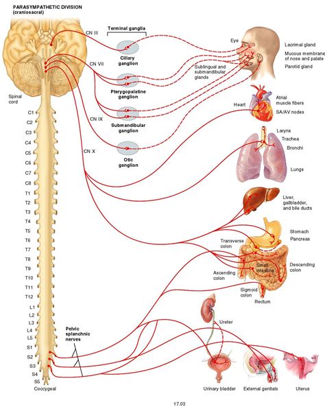 Vagus Nerve Parasympathetic Autonomic Nervous System Nervous System