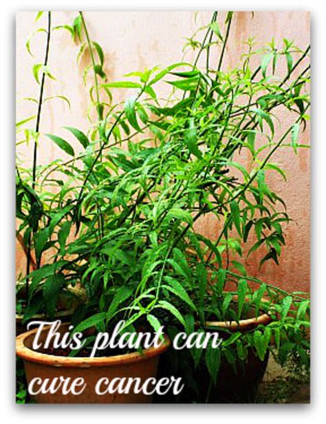 Sabah snake grass (clinacanthus nutans) is native to south east asia. Sabah Snake Grass : Herbal Cancer Treatment | HubPages