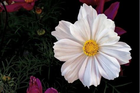 Top 35 Most Beautiful White Flowers With Pictures