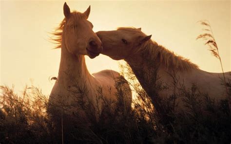 Two Horses In Love Wallpaper Animals Wallpaper Better
