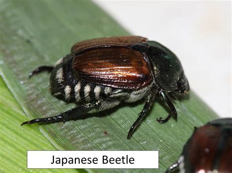 Japanese Beetles Extension Entomology