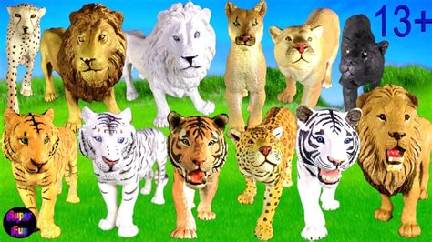 Big Cat Week Lion Tiger Jaguar Panther Cheetah Puma White Lion White