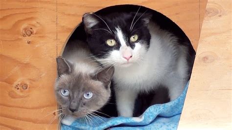 Barn Cats For Adoption Eugene Oregon Arline Sessions