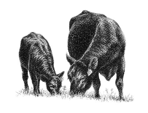 Cow And Calf Beef Cow Cow Pictures Cow Photos Show Cattle Beef