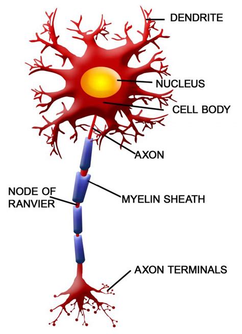 What Are The Parts Of A Neuron With Pictures