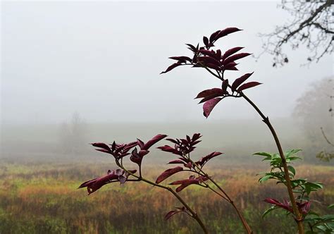Misty Morning Taken On A Walk In The Leicestershire Countr Its No