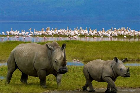 Lake Nakuru National Park Briapark Tours