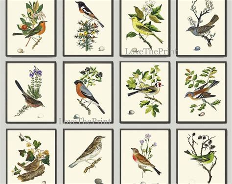 Bird Botanical Print Set Of 4 Wall Art Beautiful Antique Birds Etsy