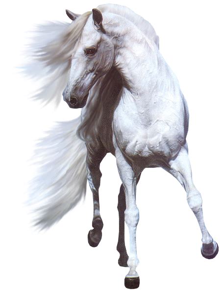 White Horse Png Horse Png And Horse Clipart Transparent Horses