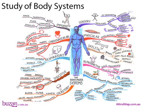 It is the most complete reference of human anatomy available on web, ipad, iphone and android devices. The Study of Body Systems Mind Map created by Tony Buzan ...