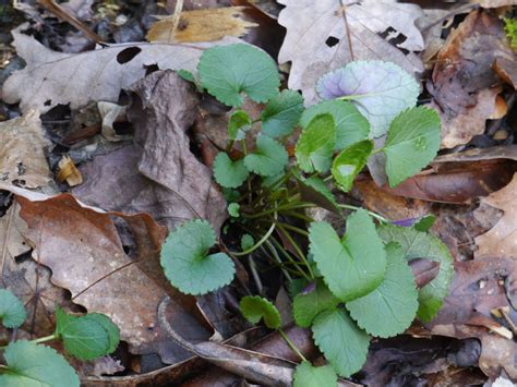 Crenate Leaf Margins Identify That Plant