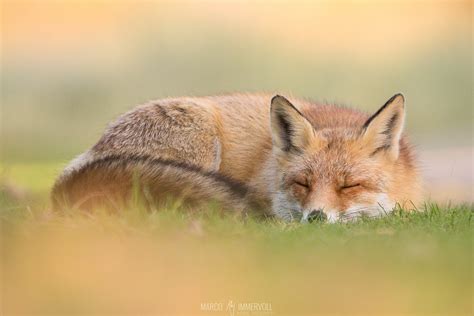 Sleeping Fox Galerie Fotografieat
