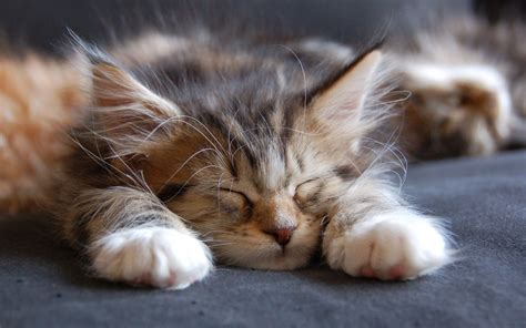 Sleep 16 Kitten Cute Sleeping Cat Pics