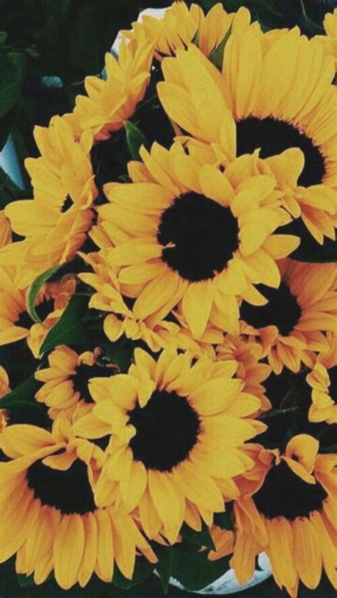 Pin on iPhone Backgrounds You can also upload and share your favorite laptop sunflower tumblr wallpapers.