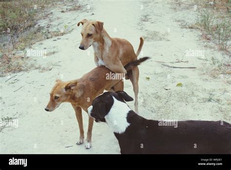 Dog Mating High Resolution Stock Photography And Images Alamy