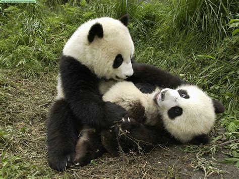 Pandas Case Characteristics Extinction And Captivity Ecología Y