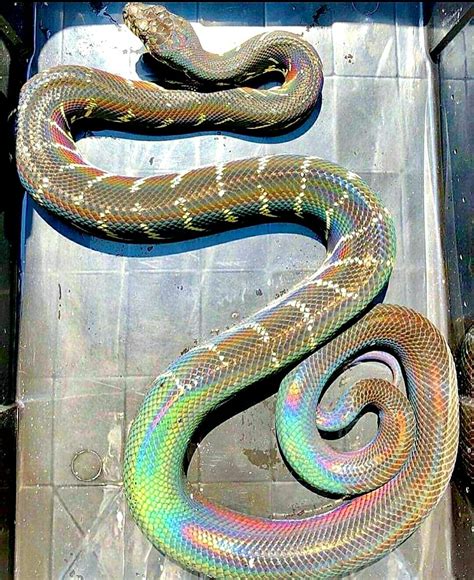 Pin By Beth Forrest On Parfou Pet Snake Baby Snakes Rainbow Snake