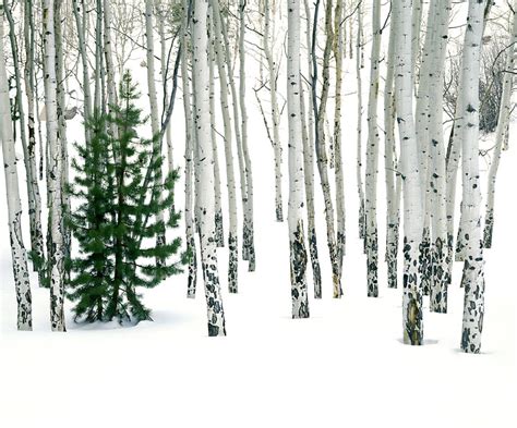 See more ideas about aspen trees, tree art, aspen. Colorado 44 lone pine KNS45N1E.jpg | John Kieffer and ...