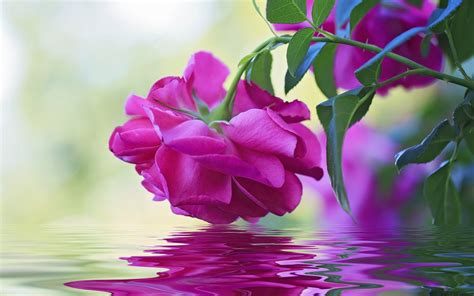 .stuff about most beautiful flowers, beautiful flowers picture, beautiful flower images, beautiful flowers of flowers are a most beautiful thing of this world and there are so many kinds of flowers. Beautiful Flower Pink Rose Green Leaves Reflection In ...