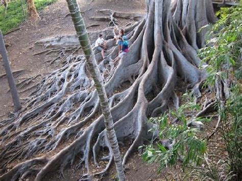 We will be keeping this page up in memory of barry koral, owner of koral's tropical fruit farm & art museum. Pin on Travel