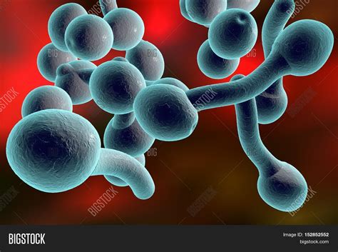 3d Illustration Of Fungi Candida Albicans Which Cause Candidiasis