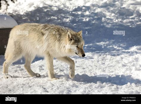 Canis Lupus Occidentalis Canadianrocky Mountain Gray Wolf Stock
