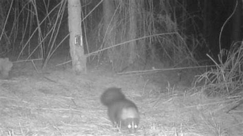 What Is This Mysterious Cat Like Creature Roaming Alabama Woods