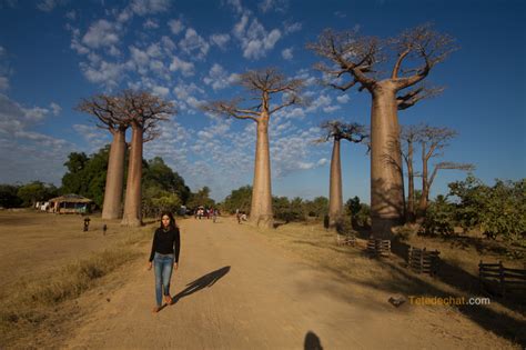 Allée Des Baobabs Madagascar Voyage