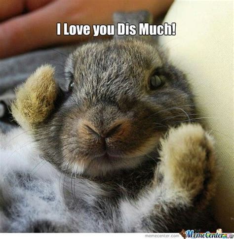 I Love You Bunny Meme Pet Bunny Funny Rabbit Pet Rabbit Rabbit