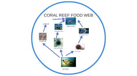 Coral Reef Food Web By Brian Brewington On Prezi Next