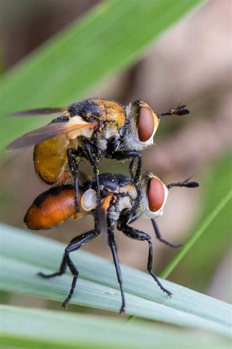 Mating Tachina Fly Gymnosoma Nudifrons Focusing On Wildlife