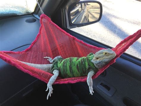 See more ideas about bearded dragon, bearded dragon terrarium, bearded dragon terrarium diy. RED LARGE ATTACHABLE RESTING HAMMOCK 4 BEARDED DRAGONS | Bearded dragon cute, Baby bearded ...