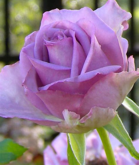 Lavender Rose Lavender Roses Rose Flower Arrangements