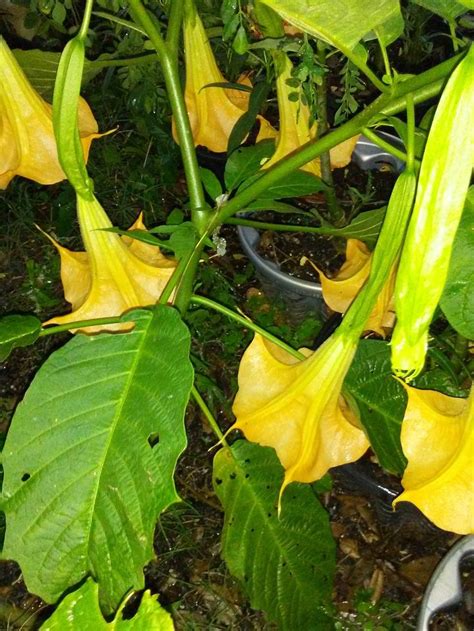 Yellow Angel Trumpet Giant Flower 1 Live Plant 15 Giant Flowers